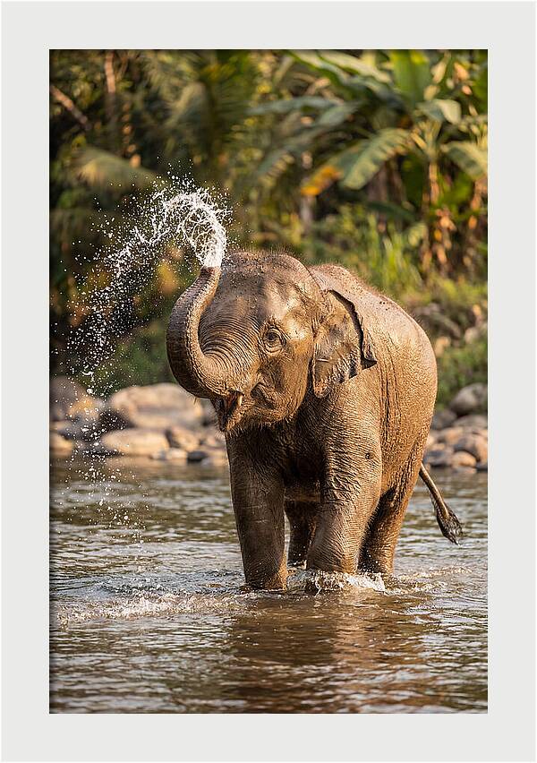 Bathing Joy Of Elephants
