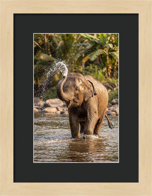 Bathing Joy Of Elephants