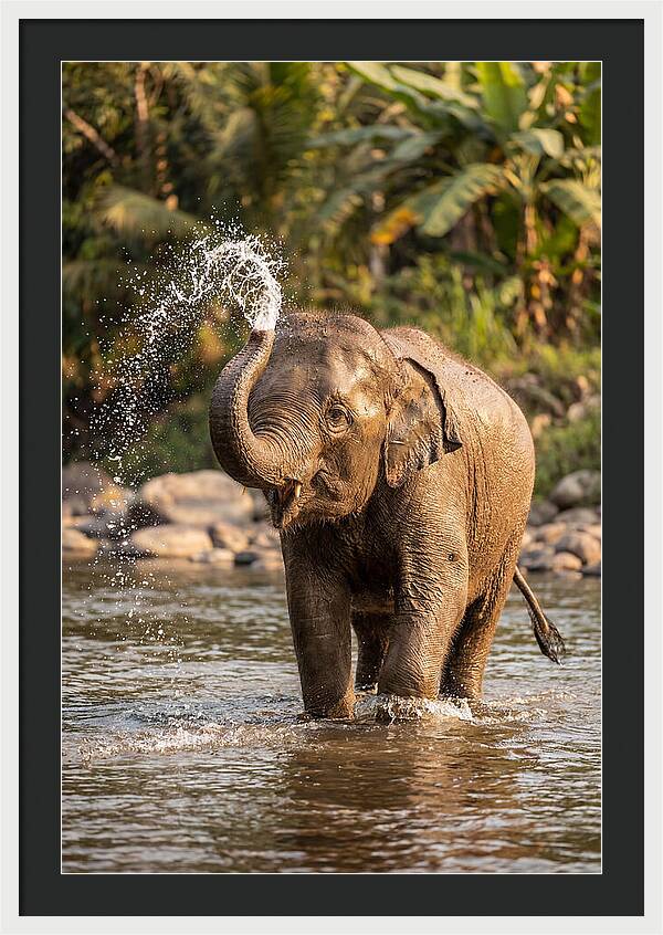 Bathing Joy Of Elephants