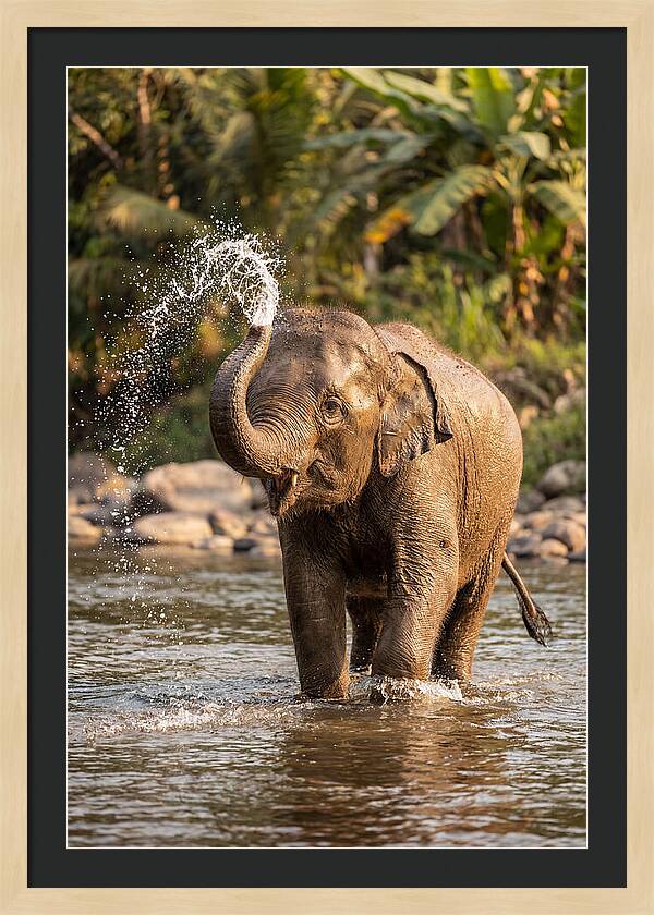 Bathing Joy Of Elephants
