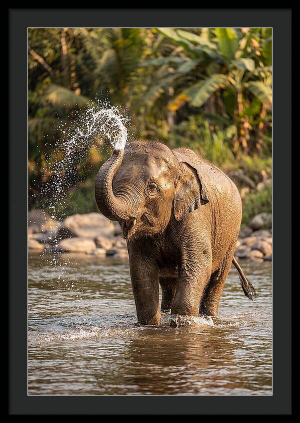 Bathing Joy Of Elephants