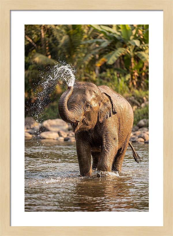 Bathing Joy Of Elephants