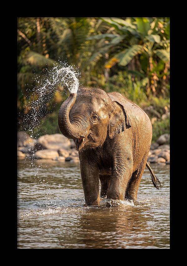Bathing Joy Of Elephants