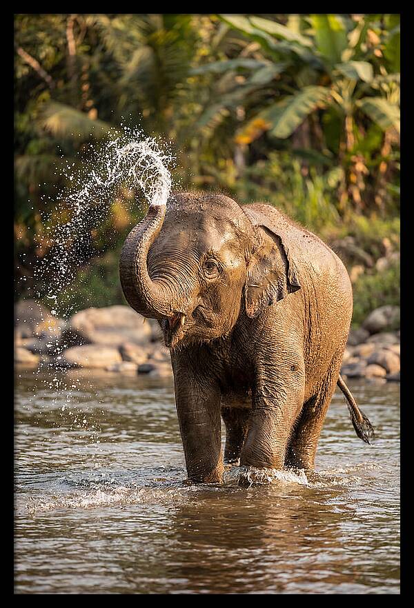 Bathing Joy Of Elephants