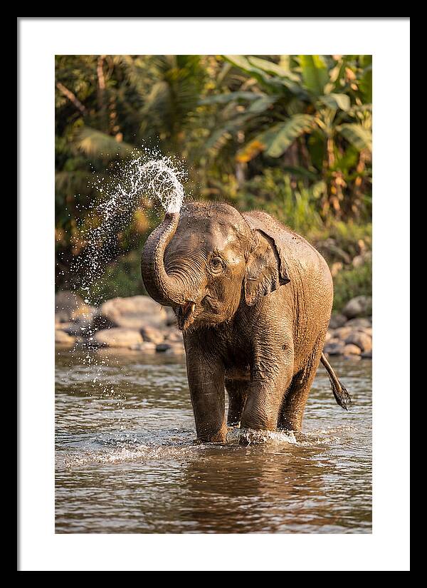 Bathing Joy Of Elephants
