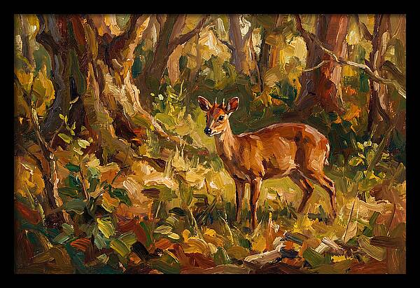 Bay Duiker In Sunlit Forest