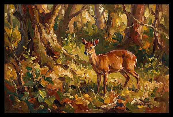 Bay Duiker In Sunlit Forest