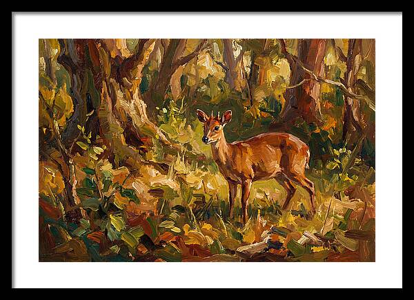 Bay Duiker In Sunlit Forest