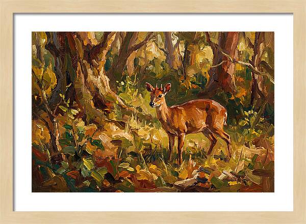 Bay Duiker In Sunlit Forest