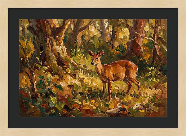 Bay Duiker In Sunlit Forest
