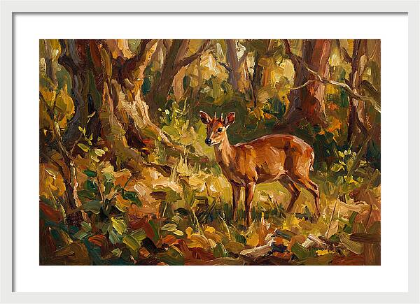 Bay Duiker In Sunlit Forest