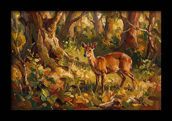 Bay Duiker In Sunlit Forest