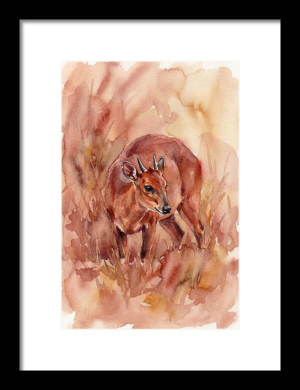 Bay Duiker In Watercolor