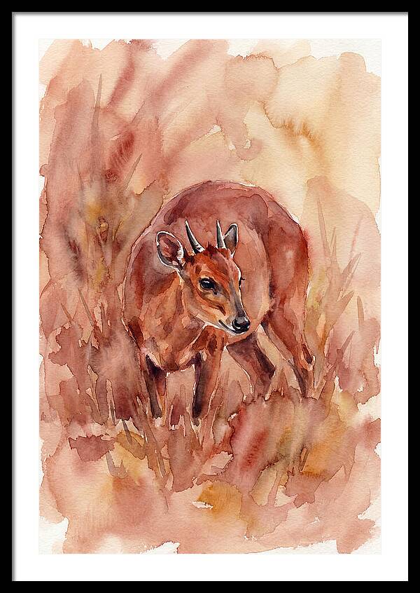 Bay Duiker In Watercolor