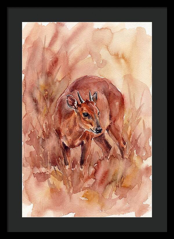 Bay Duiker In Watercolor