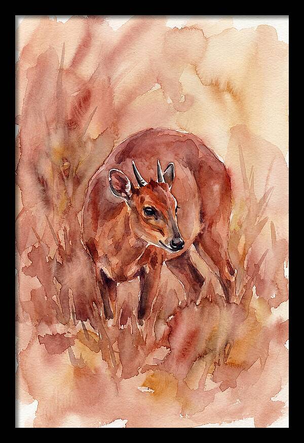 Bay Duiker In Watercolor