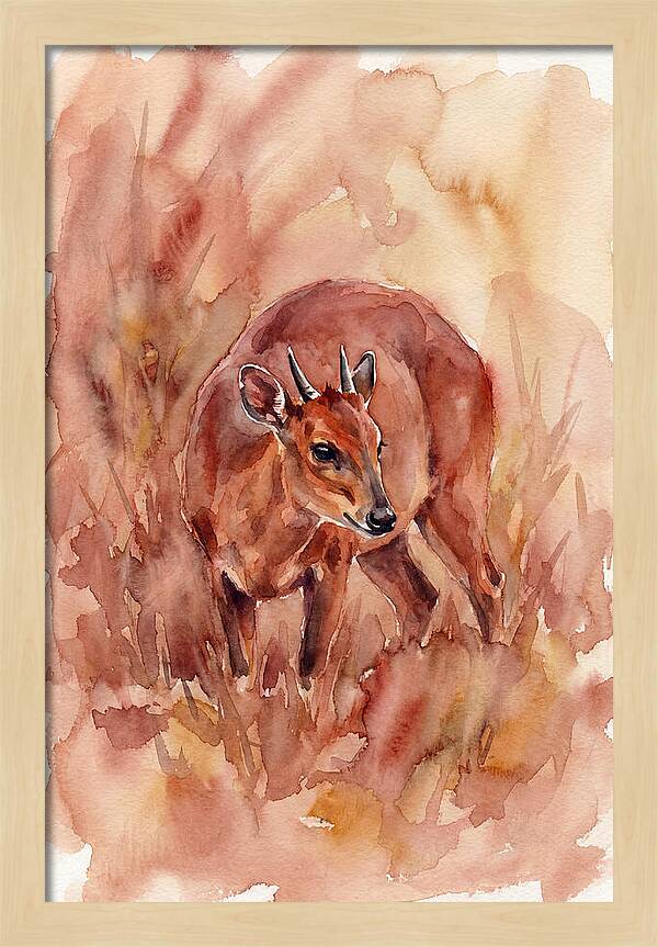 Bay Duiker In Watercolor
