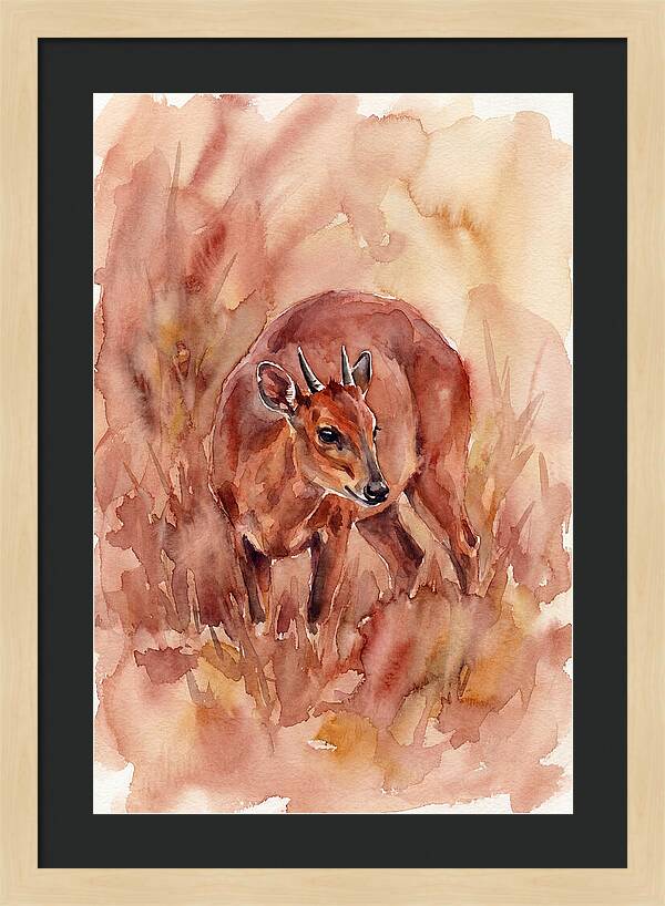 Bay Duiker In Watercolor