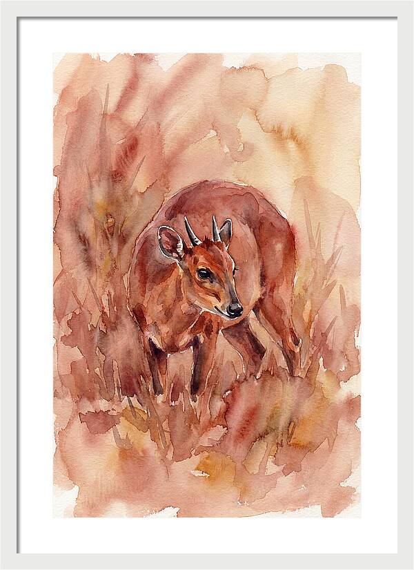 Bay Duiker In Watercolor