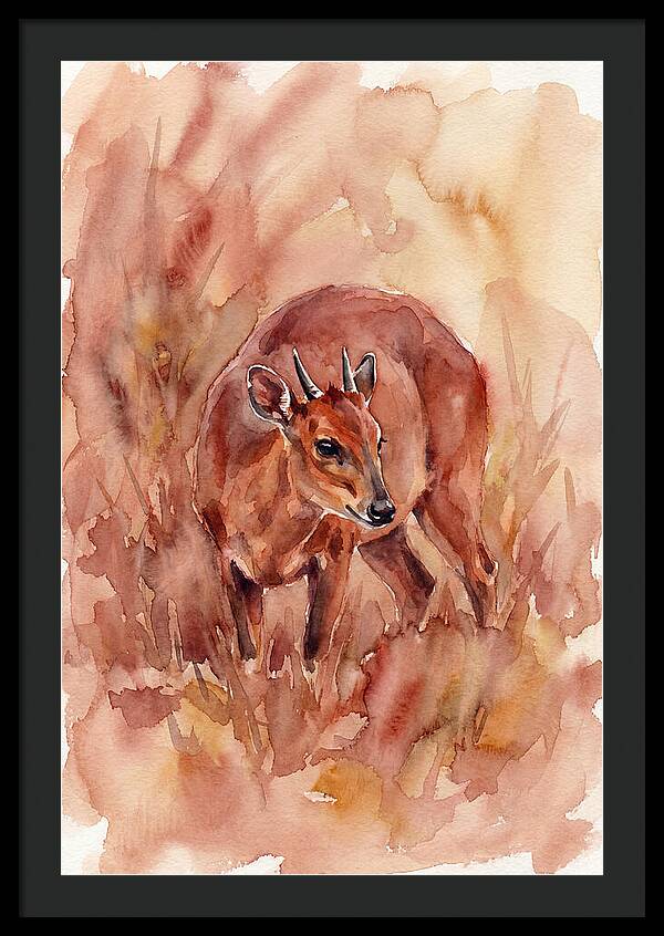 Bay Duiker In Watercolor