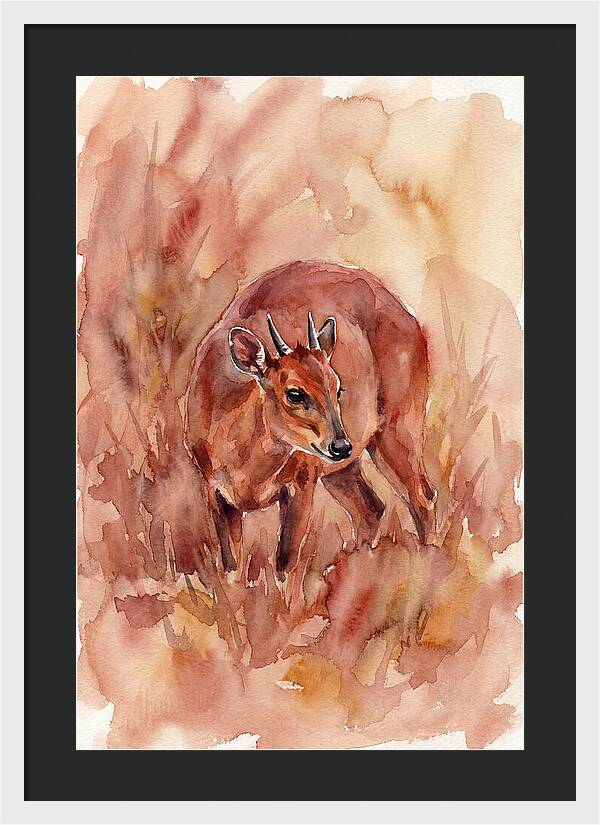 Bay Duiker In Watercolor