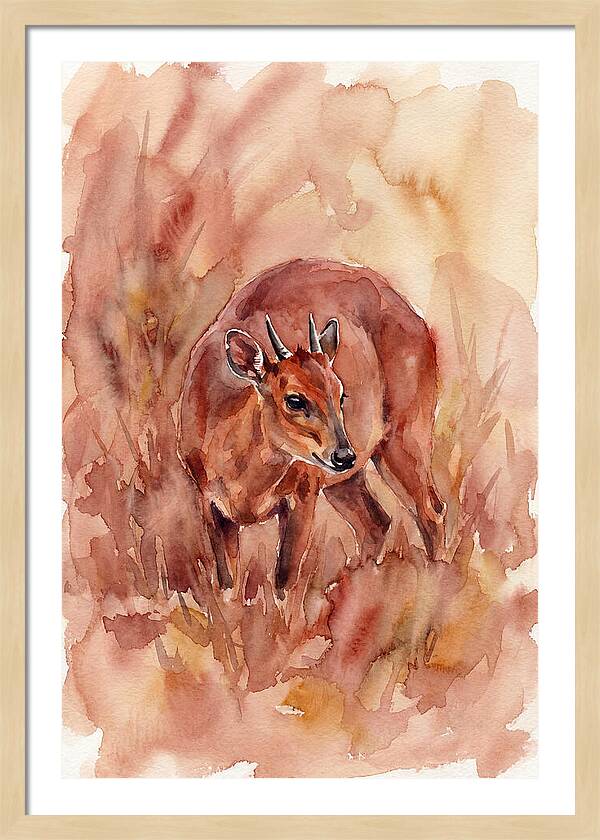Bay Duiker In Watercolor