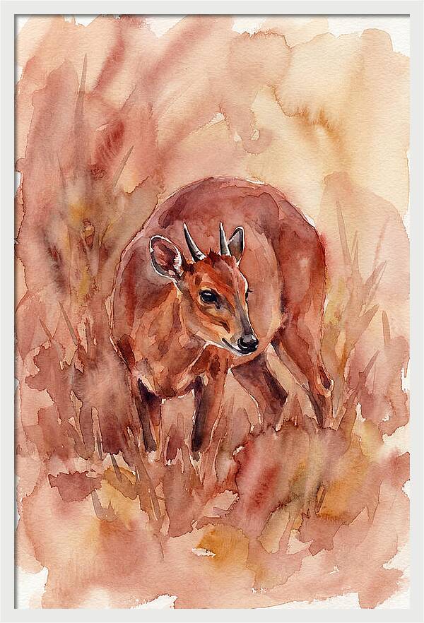 Bay Duiker In Watercolor