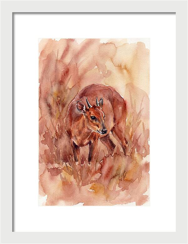 Bay Duiker In Watercolor