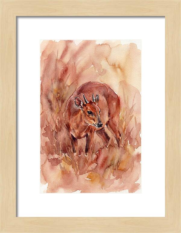 Bay Duiker In Watercolor