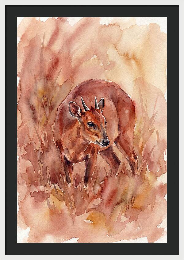 Bay Duiker In Watercolor