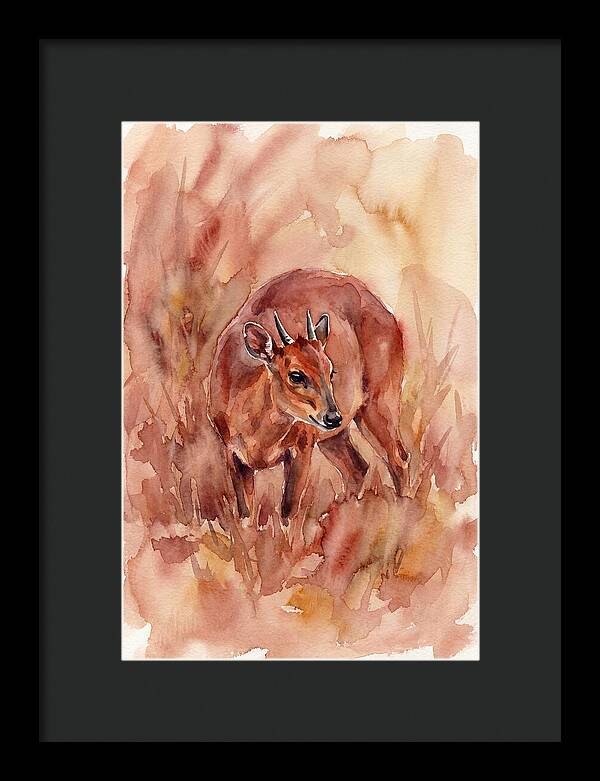 Bay Duiker In Watercolor
