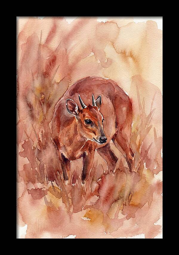 Bay Duiker In Watercolor