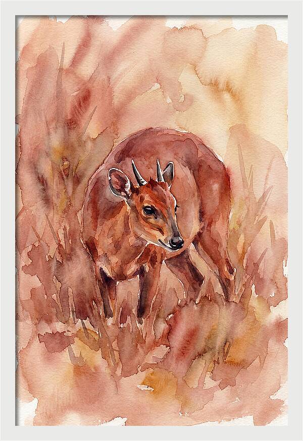 Bay Duiker In Watercolor