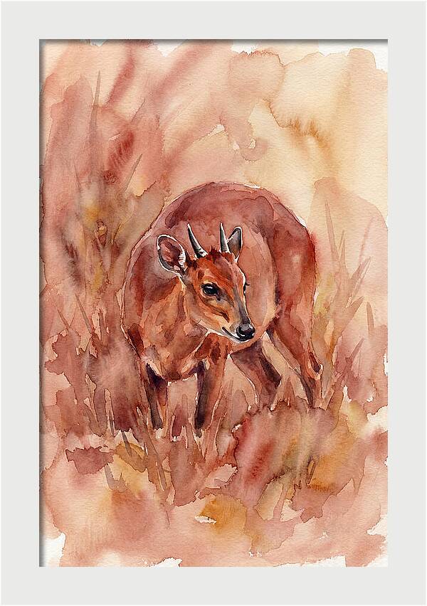 Bay Duiker In Watercolor