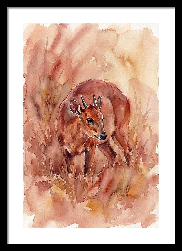 Bay Duiker In Watercolor