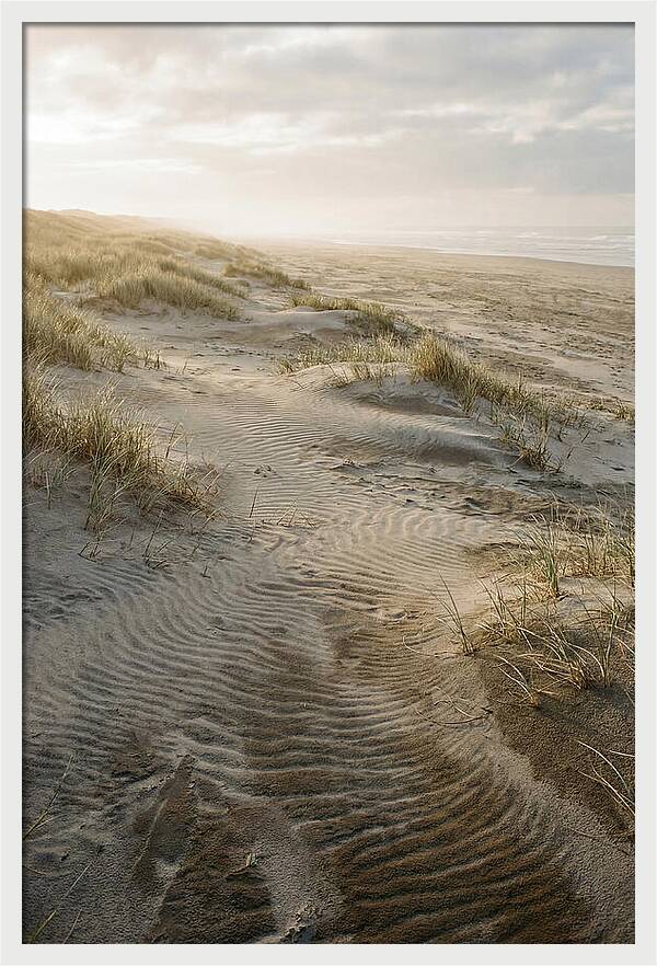 Beach Dunes At Dawn