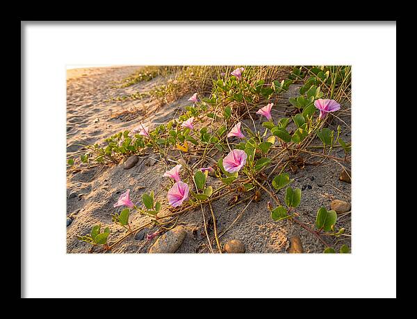 Beach Morning Glory Blooms