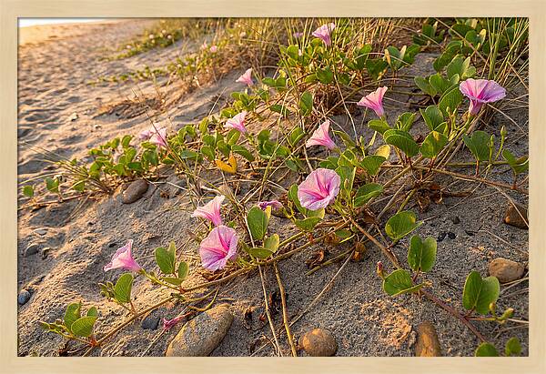 Beach Morning Glory Blooms