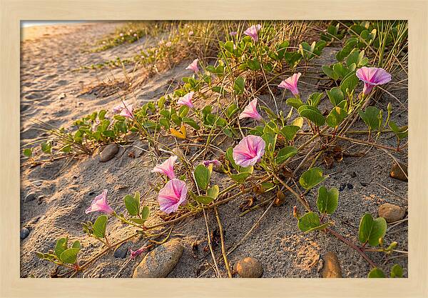 Beach Morning Glory Blooms