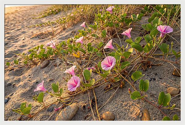 Beach Morning Glory Blooms