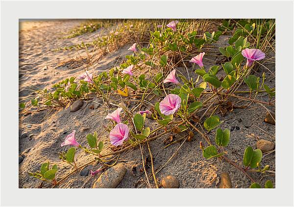 Beach Morning Glory Blooms