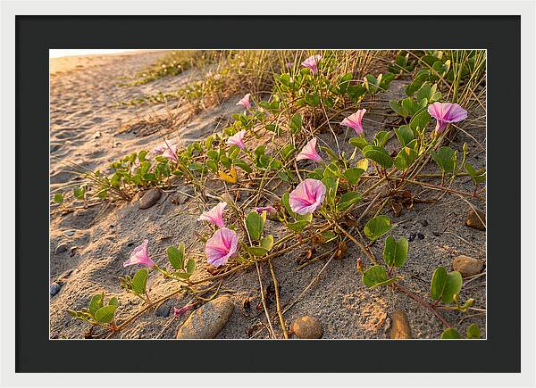 Beach Morning Glory Blooms