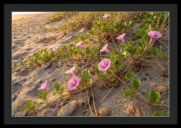 Beach Morning Glory Blooms