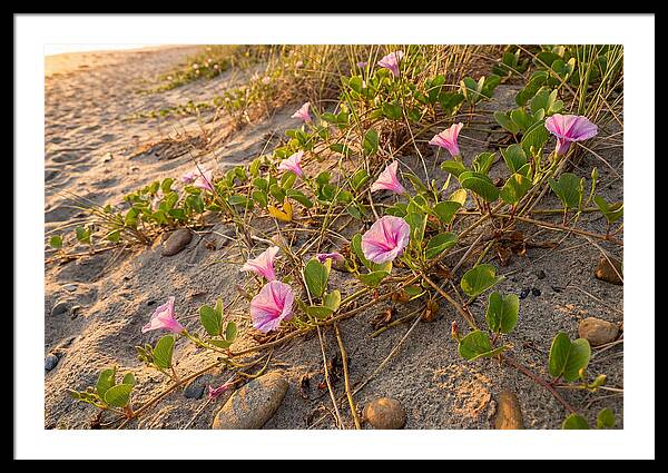 Beach Morning Glory Blooms