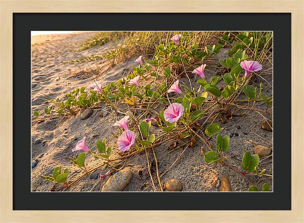 Beach Morning Glory Blooms