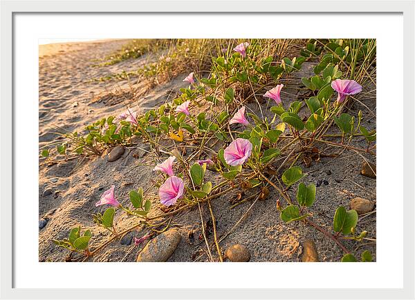 Beach Morning Glory Blooms