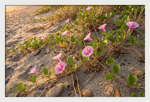 Beach Morning Glory Blooms