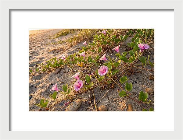Beach Morning Glory Blooms