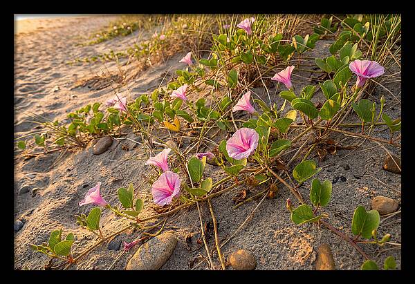 Beach Morning Glory Blooms