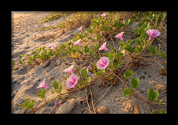 Beach Morning Glory Blooms